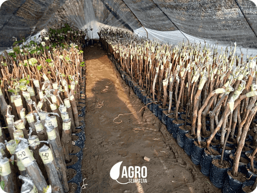 bibit anggur import ecer